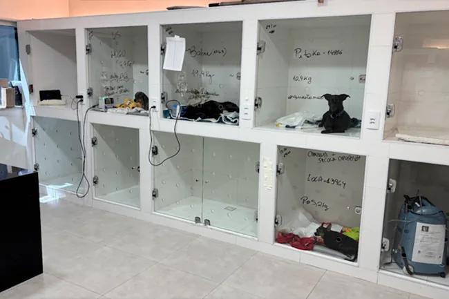 Baias de internação com as fichas dos pacientes anotadas na porta e um cão escuro deitado em uma delas