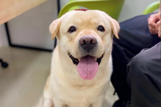 Cão labrador de pelo claro, sentado e com a língua para fora, dentro do consultório
