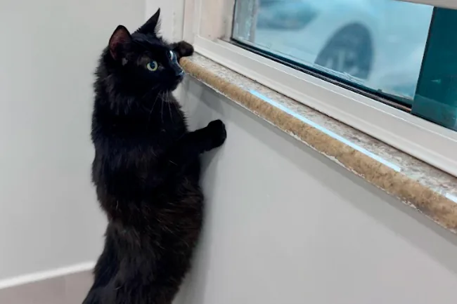 Gato preto apoiado no parapeito de uma janela interna do hospital