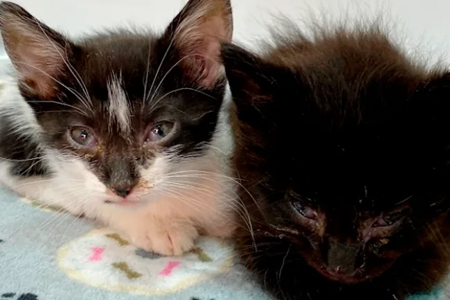 Dois gatinhos filhotes deitados lado a lado sobre uma manta